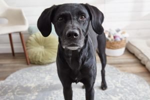 Read Your Dog'S Body Language Like a Pro