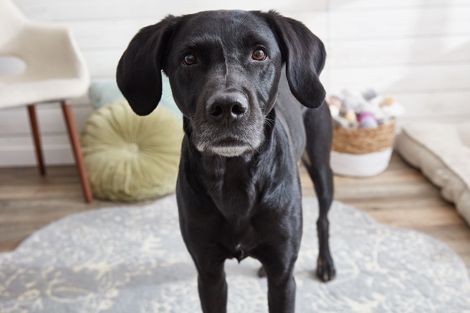 Read Your Dog’S Body Language Like a Pro