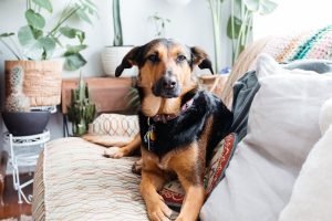 Reasons Why Your Dog Stares at You