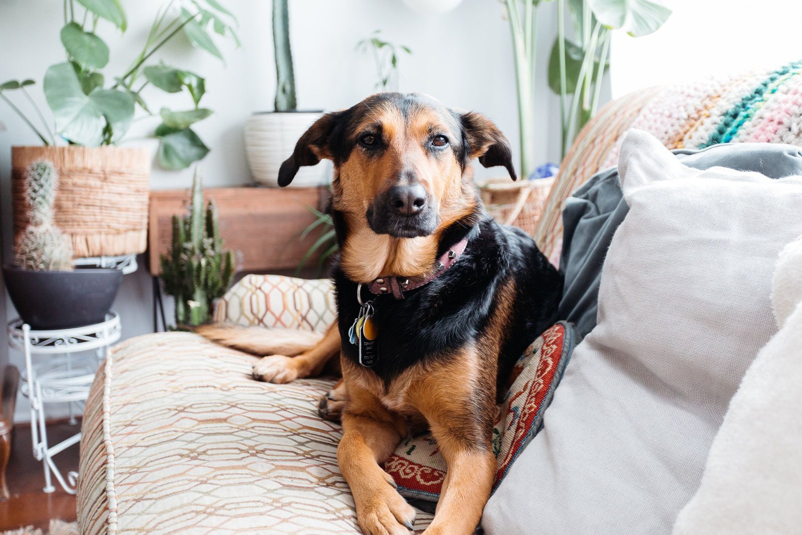Reasons Why Your Dog Stares at You