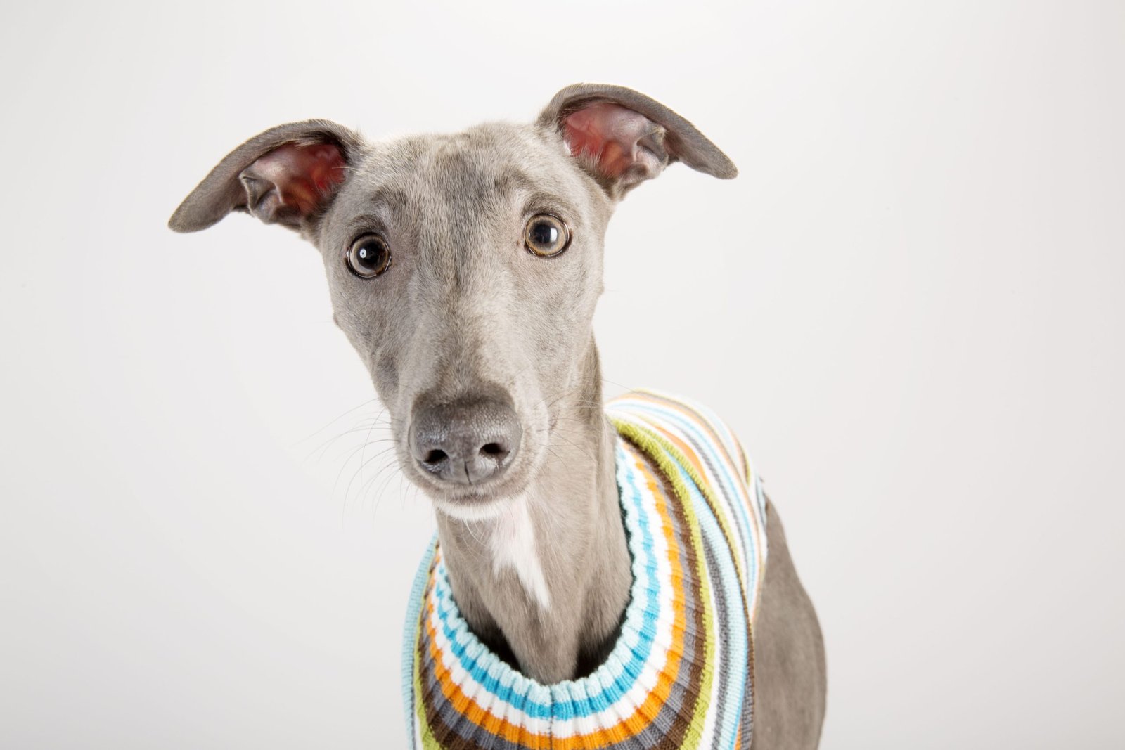 Should You Put a Sweater on Your Dog in Cold Weather?