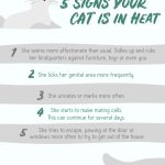 Should You Spay a Cat In Heat?