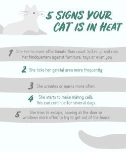 Should You Spay a Cat In Heat?