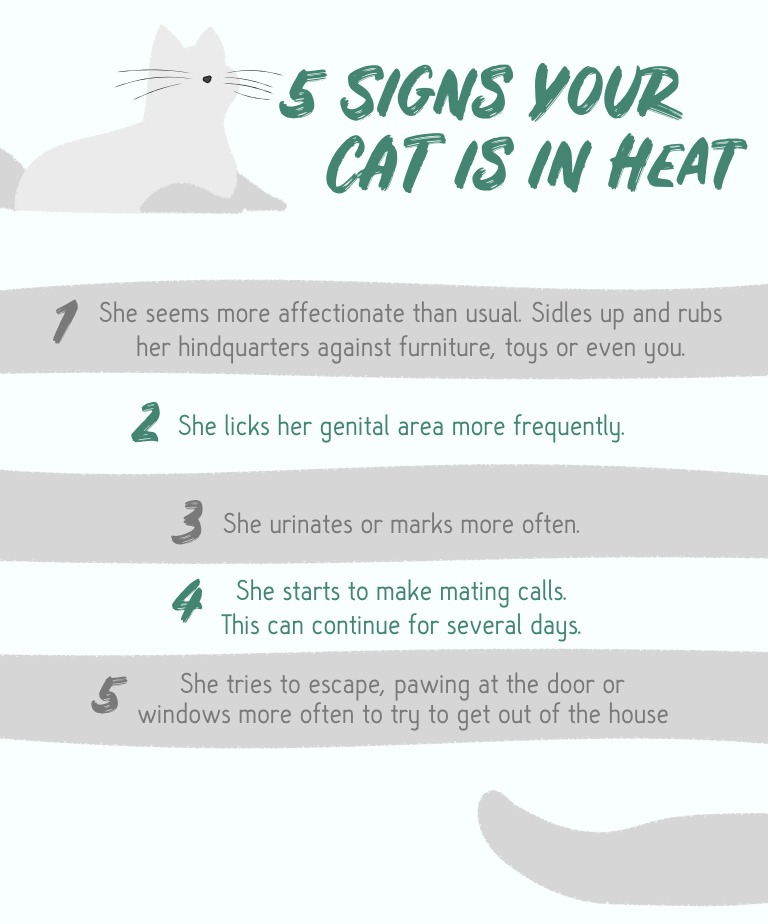 Should You Spay a Cat In Heat?
