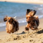 The 6 Best Dog Sunscreens of 2023