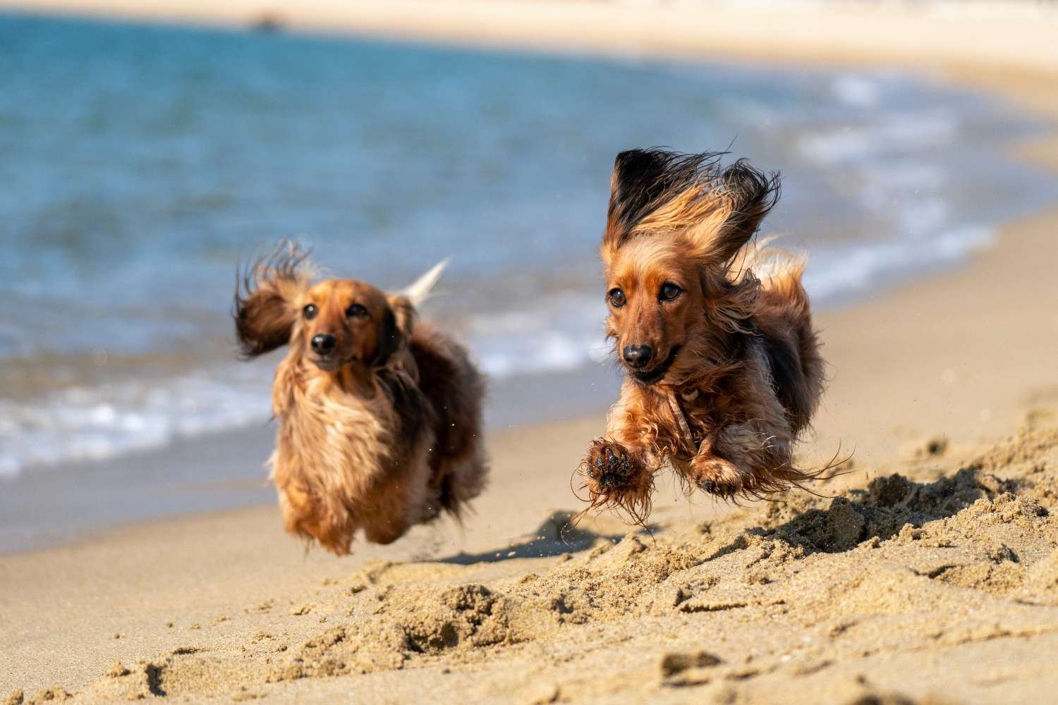 The 6 Best Dog Sunscreens of 2023