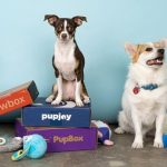 The Best Dog Subscription Boxes