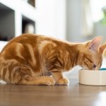 Three Water Bowls That Encourage Your Cat to Drink