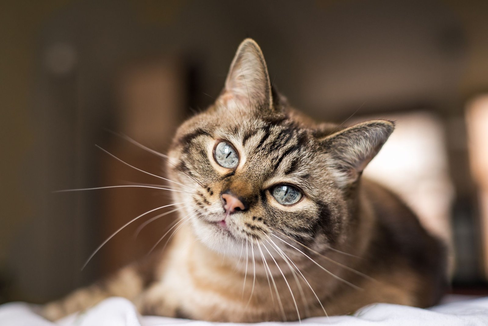 What Do Cats Think About?