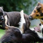 What Dog Owners Should Know About the Alpha Roll