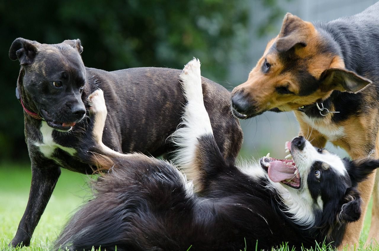 What Dog Owners Should Know About the Alpha Roll