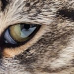 What Is a Third Eyelid in Cats?