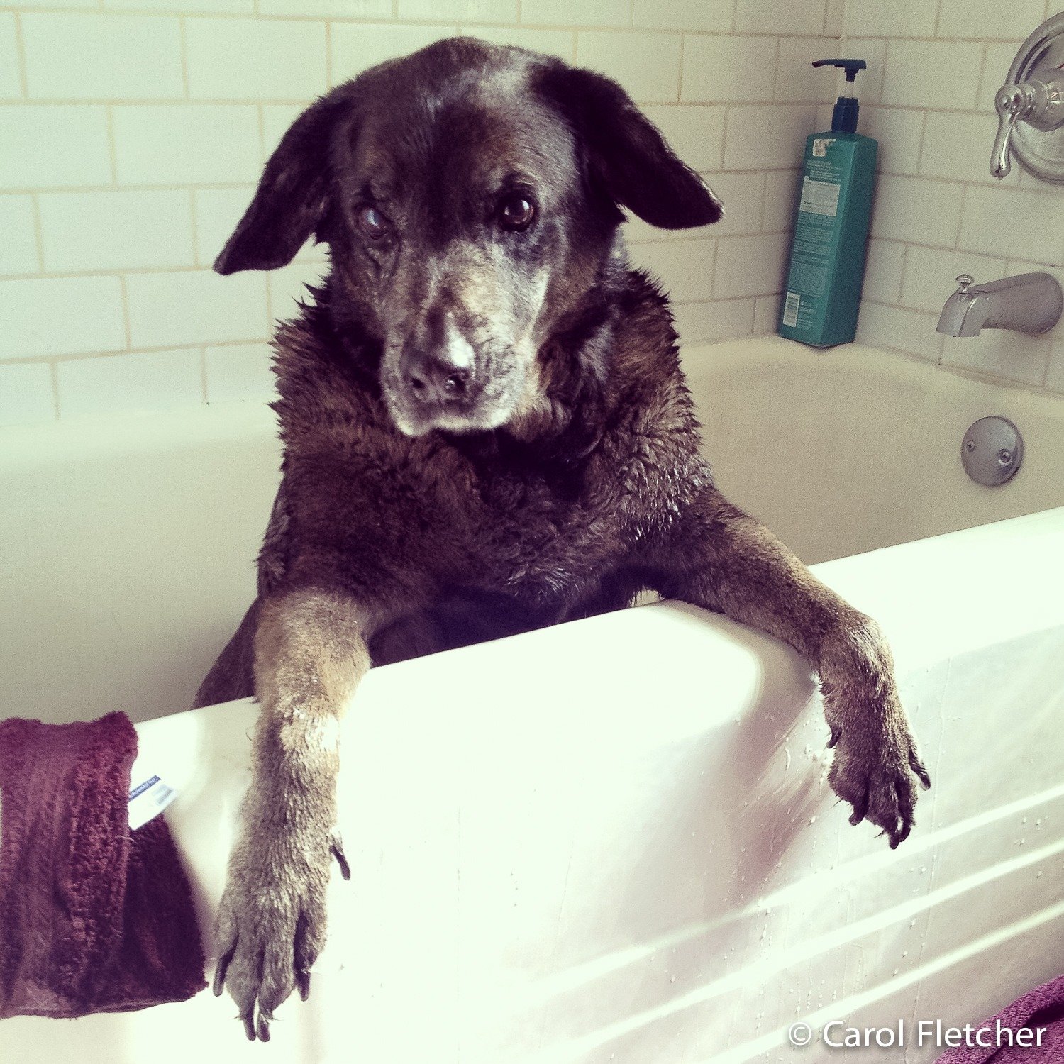 What to Do If a Pet Is Sprayed in the Eyes by a Skunk