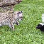 What to Do If Your Cat Is Sprayed by a Skunk