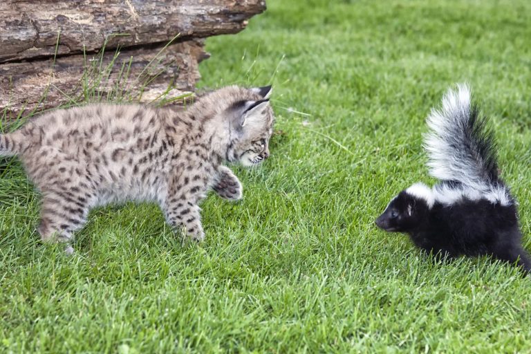 What to Do If Your Cat Is Sprayed by a Skunk