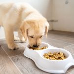 When to Stop Feeding Your Dog Puppy Food