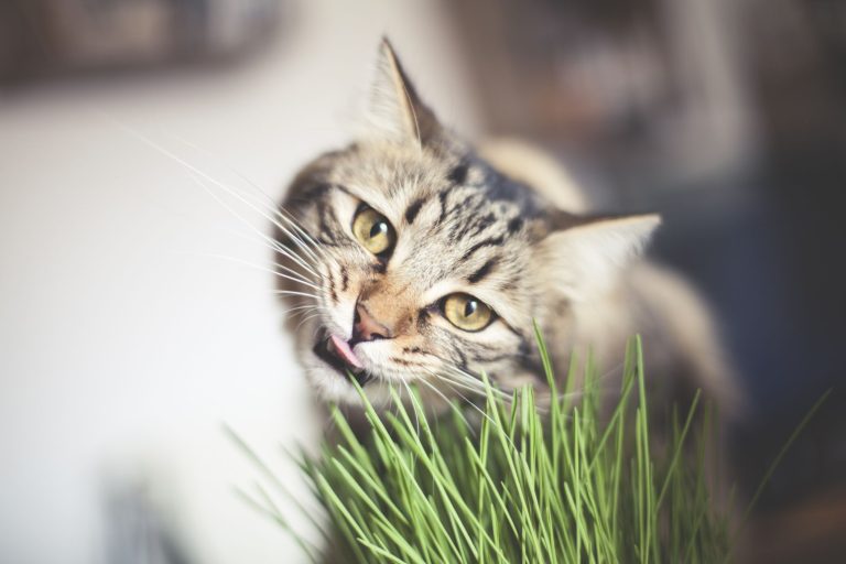 Why Do Cats Like Cat Grass?