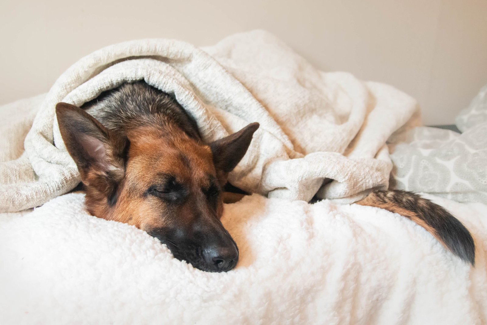 Why Does My Dog Sleep So Much?