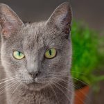 Everything You Need to Know About Pet Hospice Care