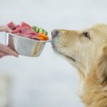 11 of the Best Vegetables for Dogs