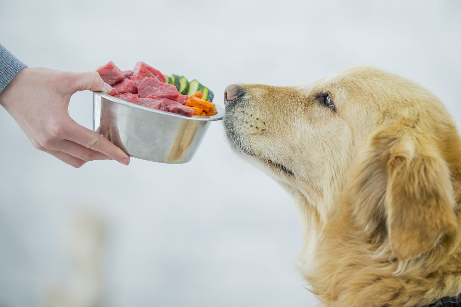11 of the Best Vegetables for Dogs