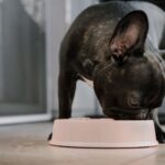 Bland Diets for Dogs: A Comprehensive Guide