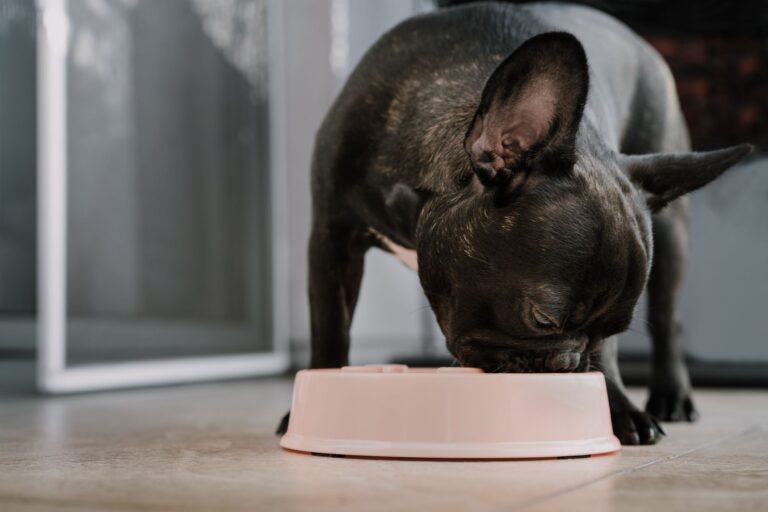 Bland Diets for Dogs: A Comprehensive Guide