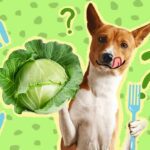Can Dogs Eat Cabbage?