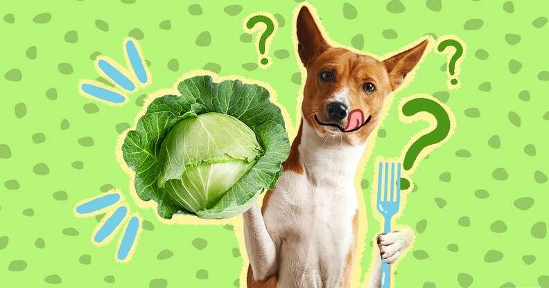 Can Dogs Eat Cabbage?