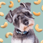 Can Dogs Eat Cashews?