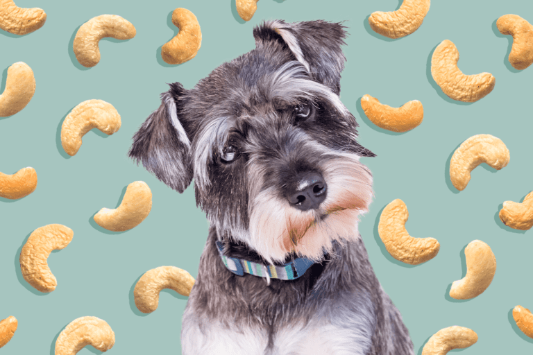 Can Dogs Eat Cashews?