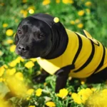 Can Dogs Eat Honey?