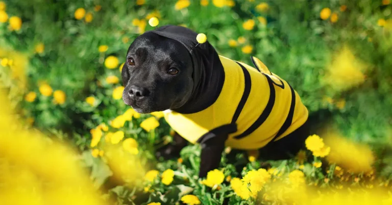 Can Dogs Eat Honey?