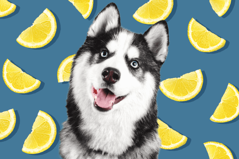 Can Dogs Eat Lemons?