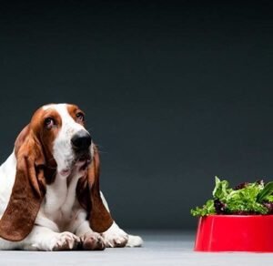 Can Dogs Eat Lettuce?