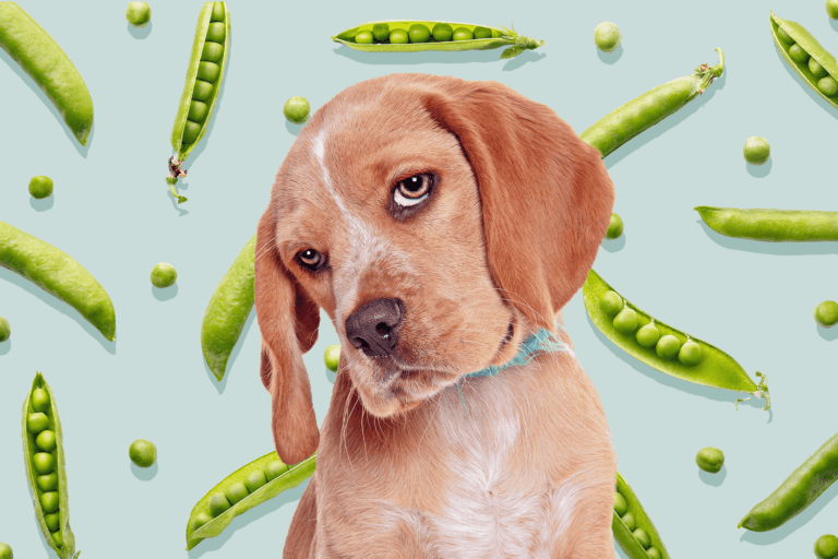 Can Dogs Eat Peas?