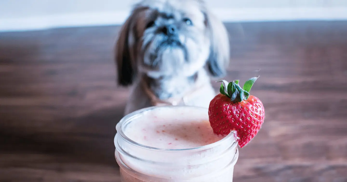 Can Dogs Eat Yogurt?