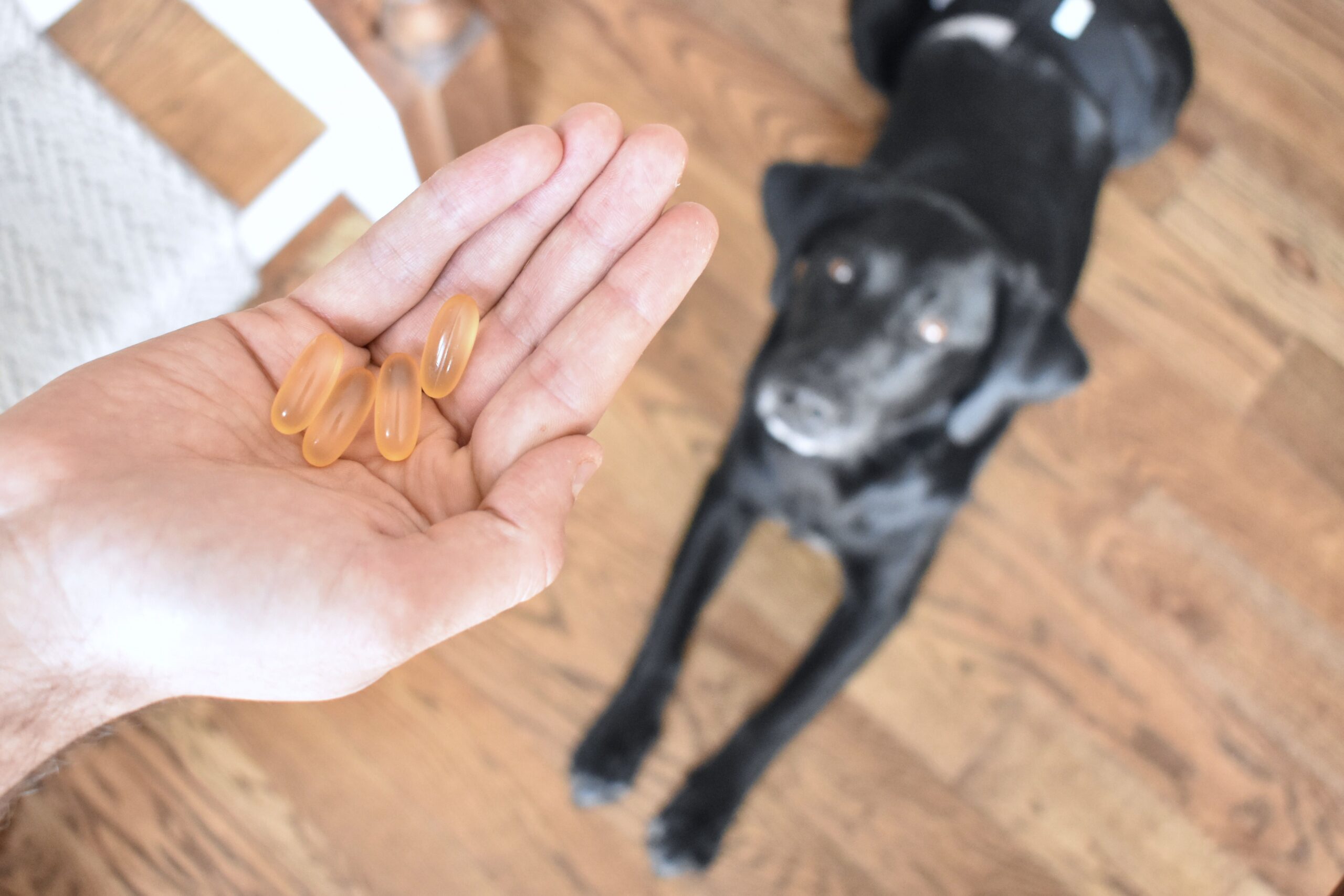 Can I Give My Dog Fish Oil for Humans?