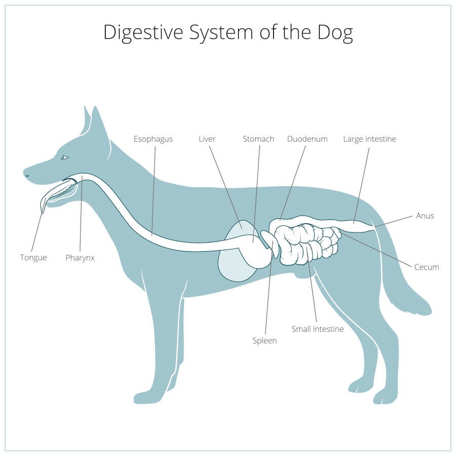 How Long Does It Take a Dog to Digest Food?