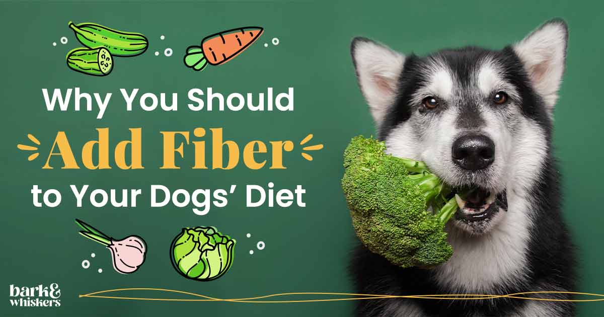 How to Add Fiber to Your Dog'S Diet Swi pets