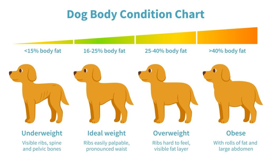 How to Help a Fat Puppy Lose Weight