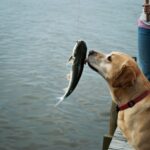 Should Dogs Eat Raw Fish?