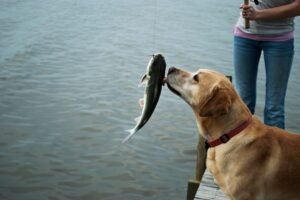 Should Dogs Eat Raw Fish?