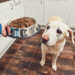 The Pros And Cons of Mixing Wet And Dry Dog Food