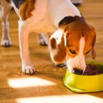 The Pros And Cons of Wet Food for Dogs