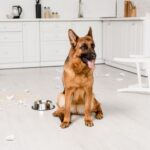 What to Do If Your Dog Eats Baking Soda