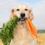 Which Vegetables Can Dogs Eat?