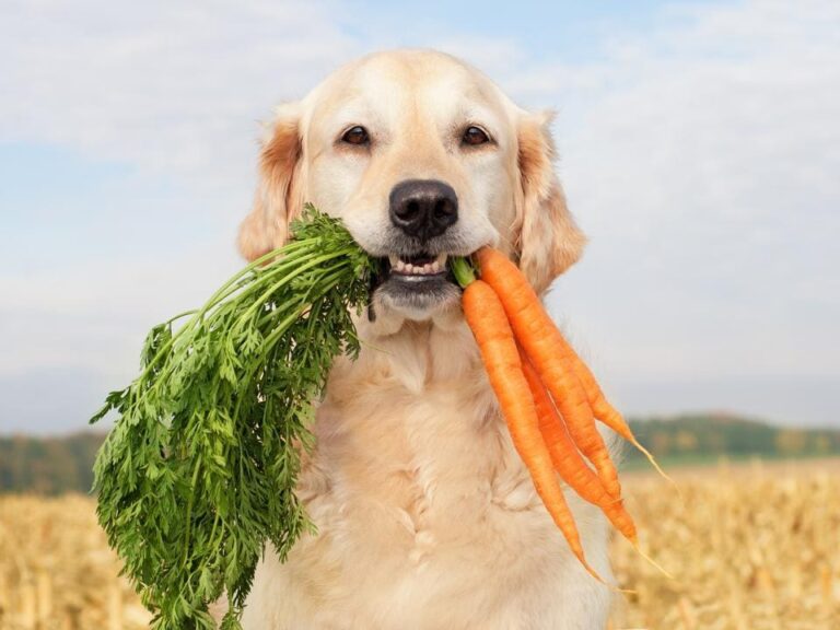 Which Vegetables Can Dogs Eat?