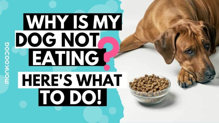 Why Is My Dog Not Eating?