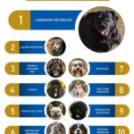 What are the 10 Most Popular Dog Breeds?